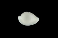 藏品(中華海兔螺)的圖片